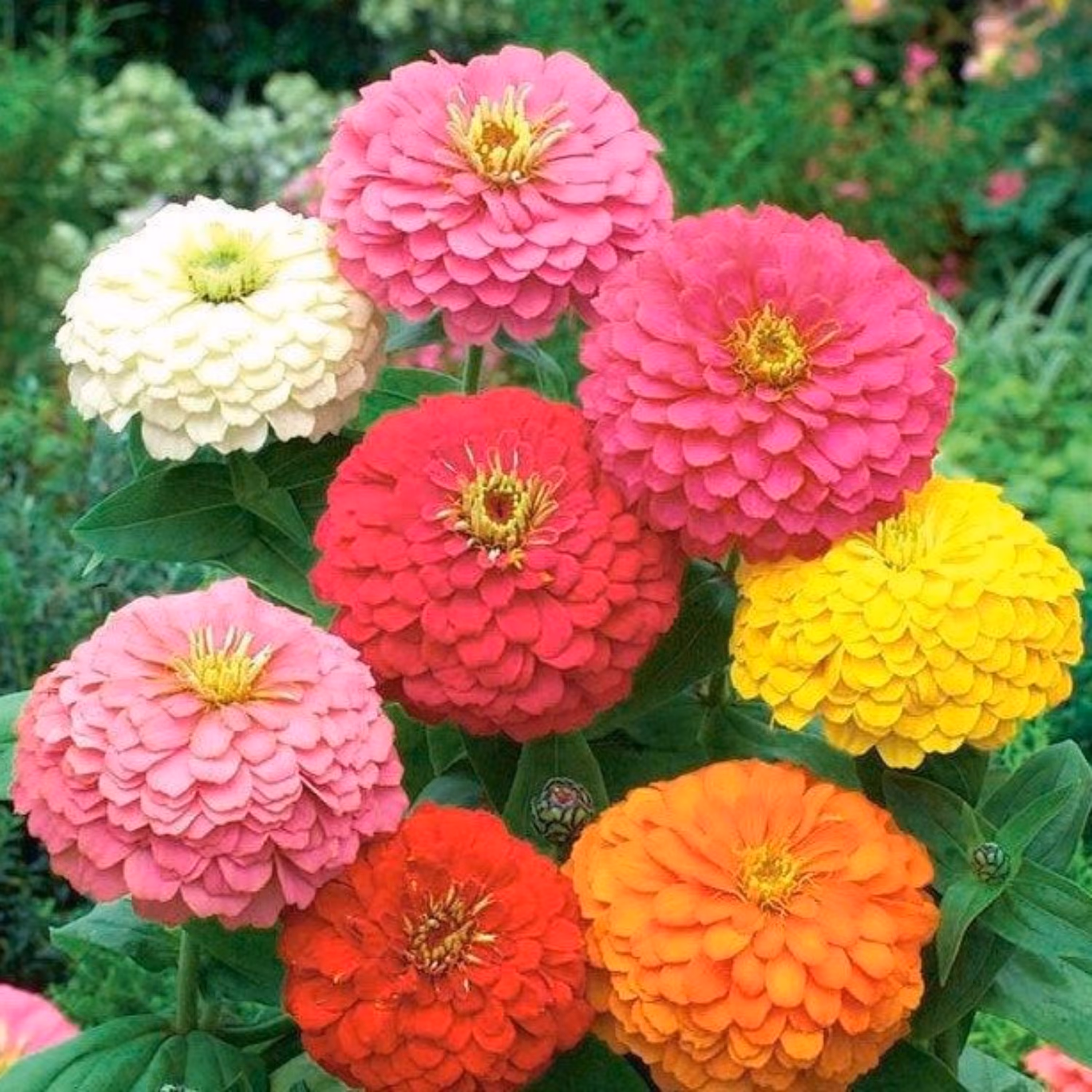 بذر گل آهار گلدرشت پاکوتاه  (15 بذر)
