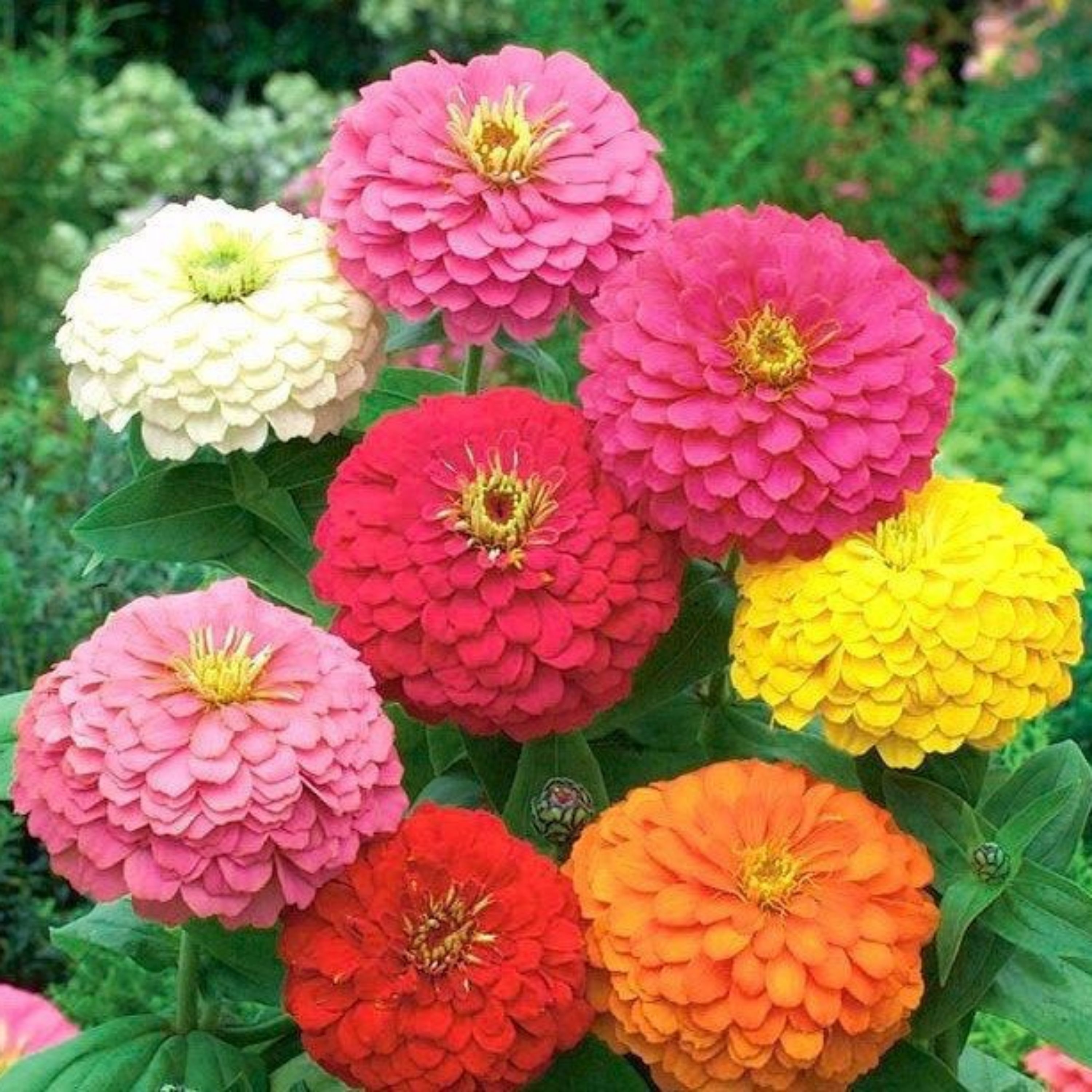 بذر گل آهار گلدرشت پاکوتاه  (15 بذر)