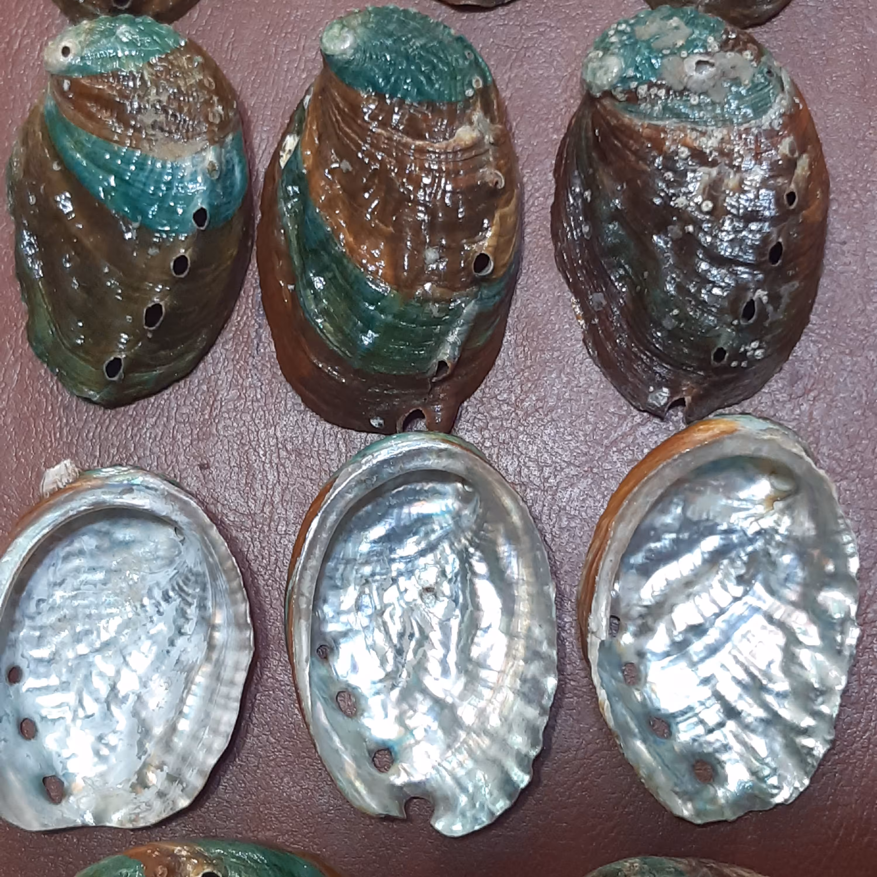 صدف آبالون کد 3