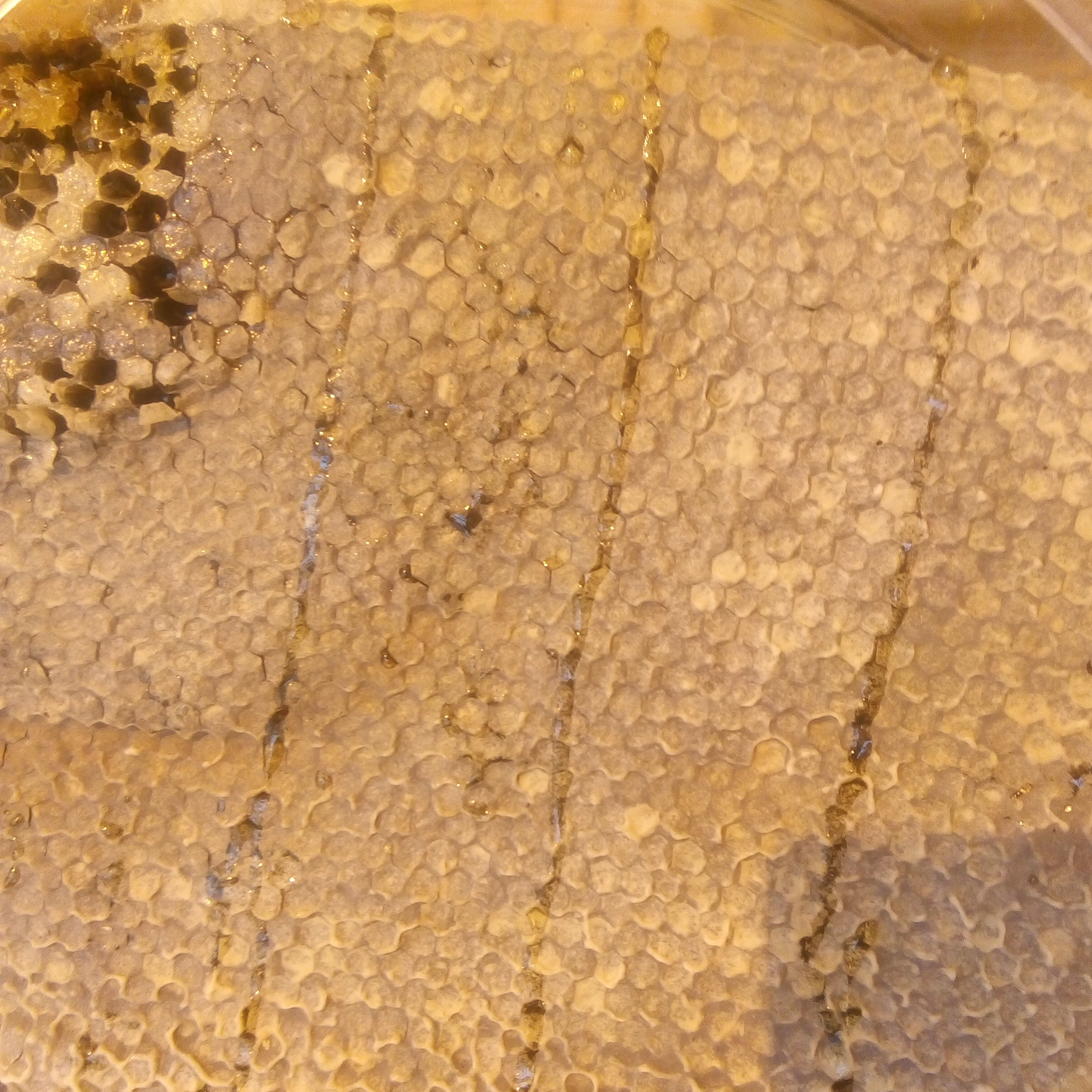 عسل گون کوهی الوارس