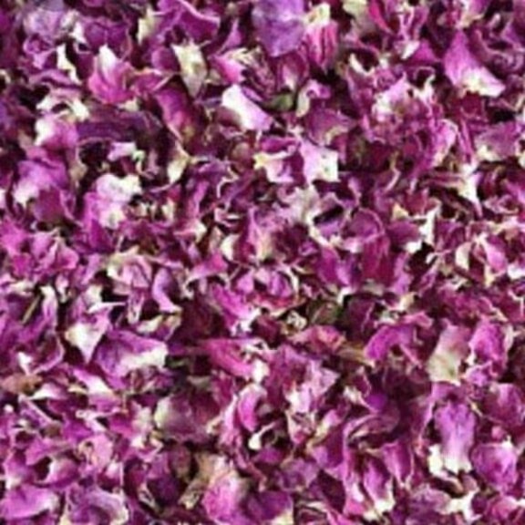 گل محمدی خوش بو و عطر