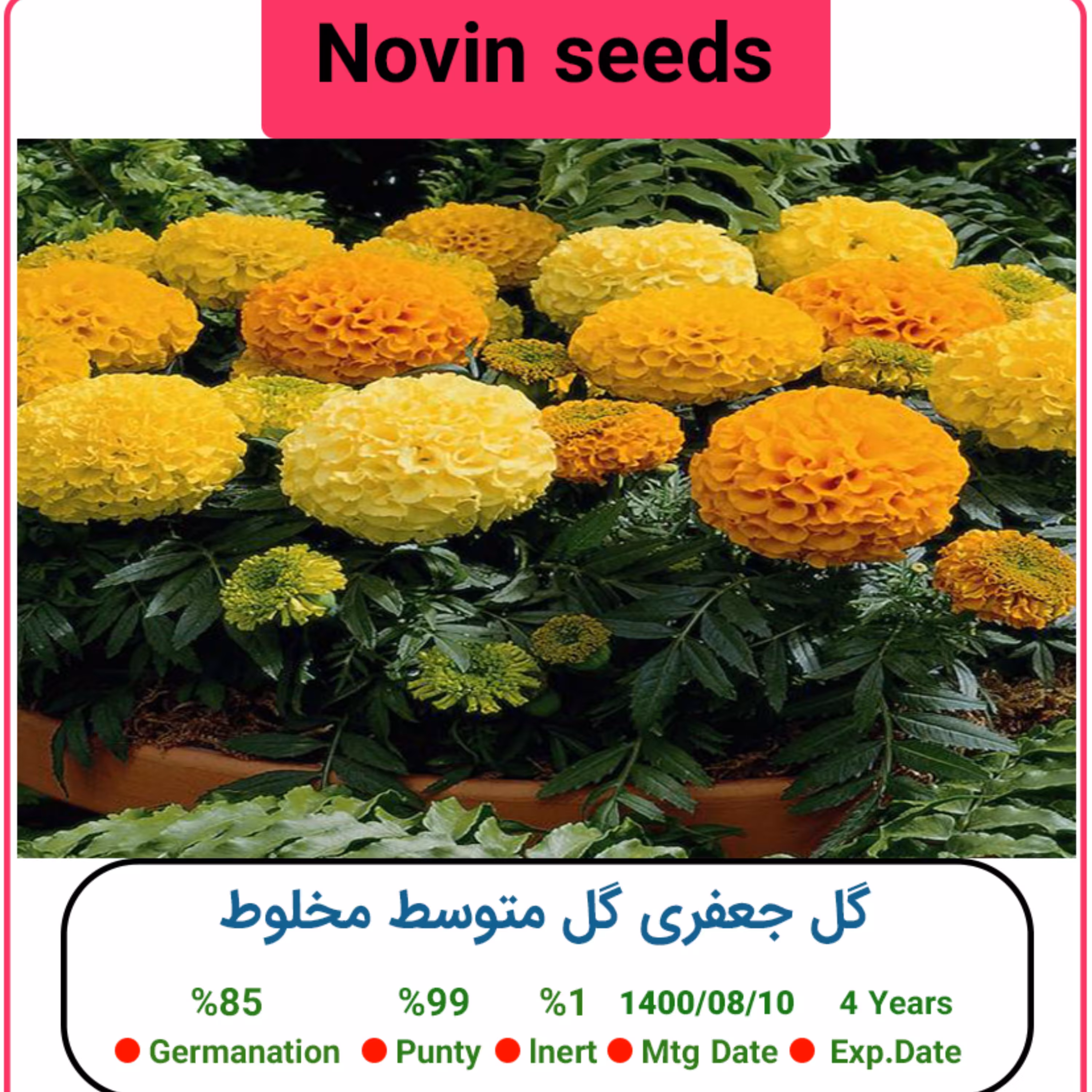 بذر گل جعفری گل متوسط مخلوط