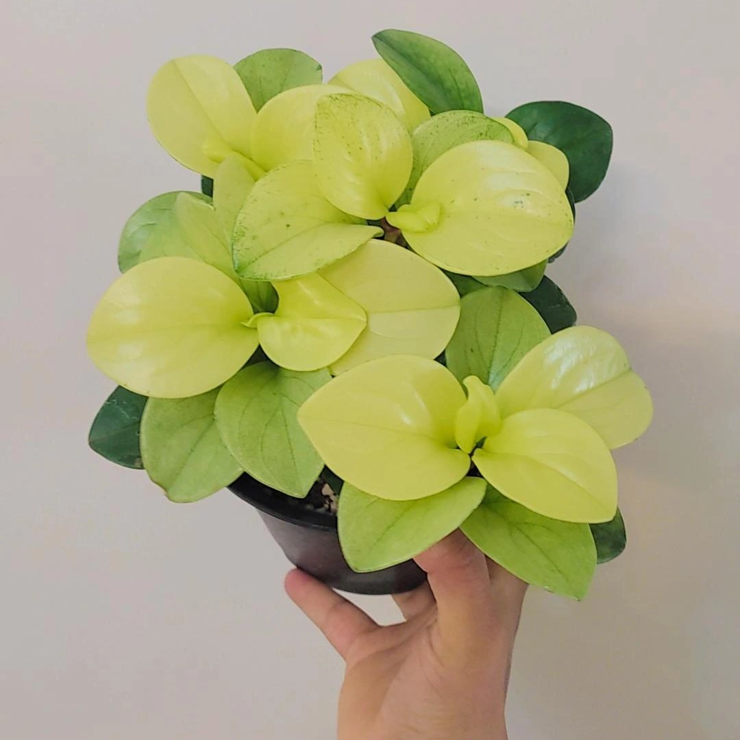 قاشقی طلایی