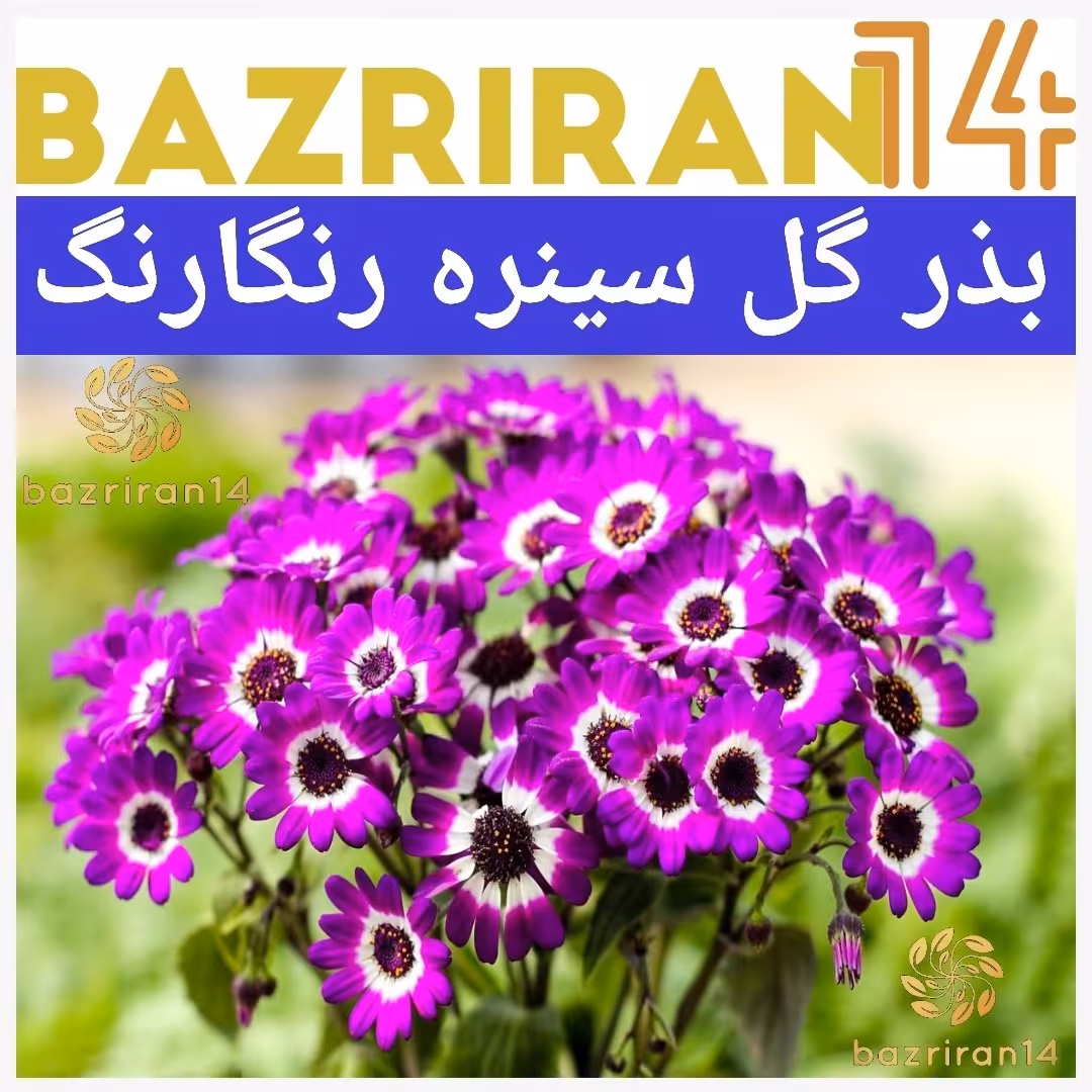 بذر گل سینره با کیفیت بالا بسته های ده عددی