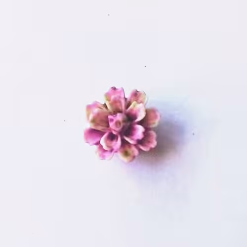 گل چینی یاسی