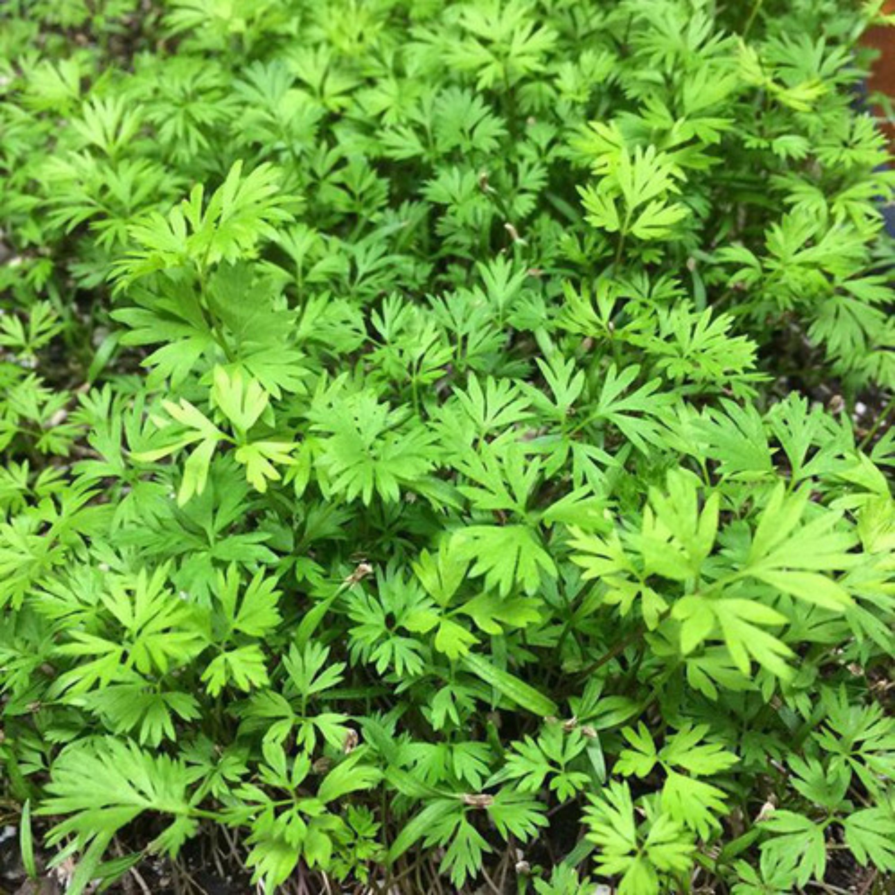 بذر میکروگرین هویج 20گرمی