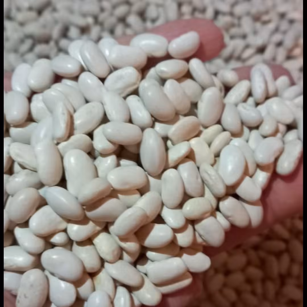 لوبیا سفید اعلا  پاک شده و دستچین شده (وزن 900گرم )