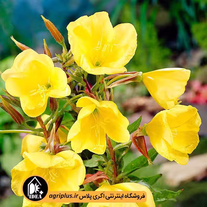 بذر گل مغربی بسته بندی خانگی