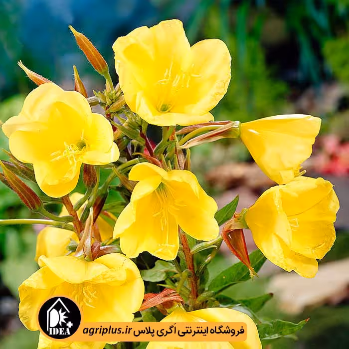 بذر گل مغربی بسته بندی خانگی