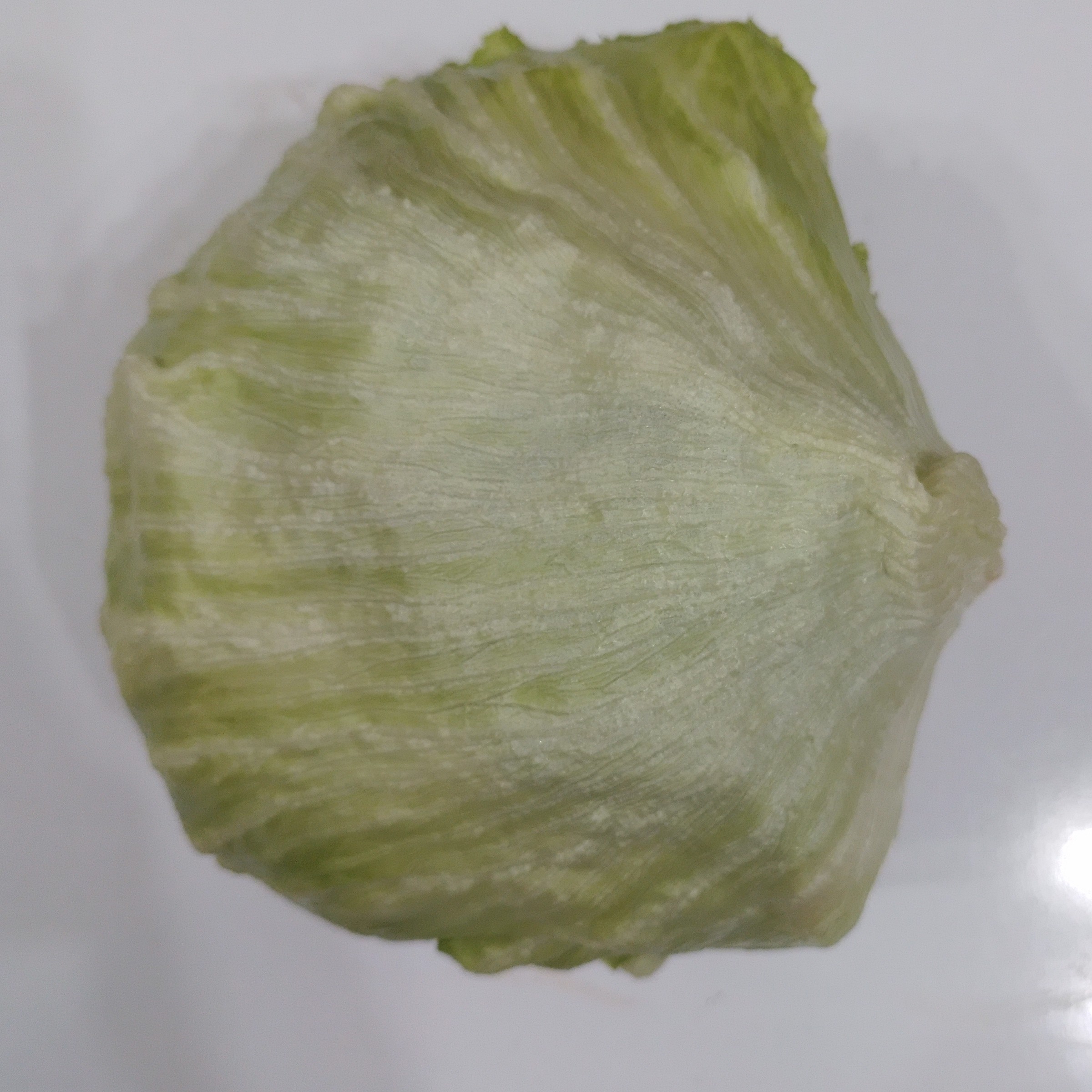 کاهو پیچ یک کیلو گرم