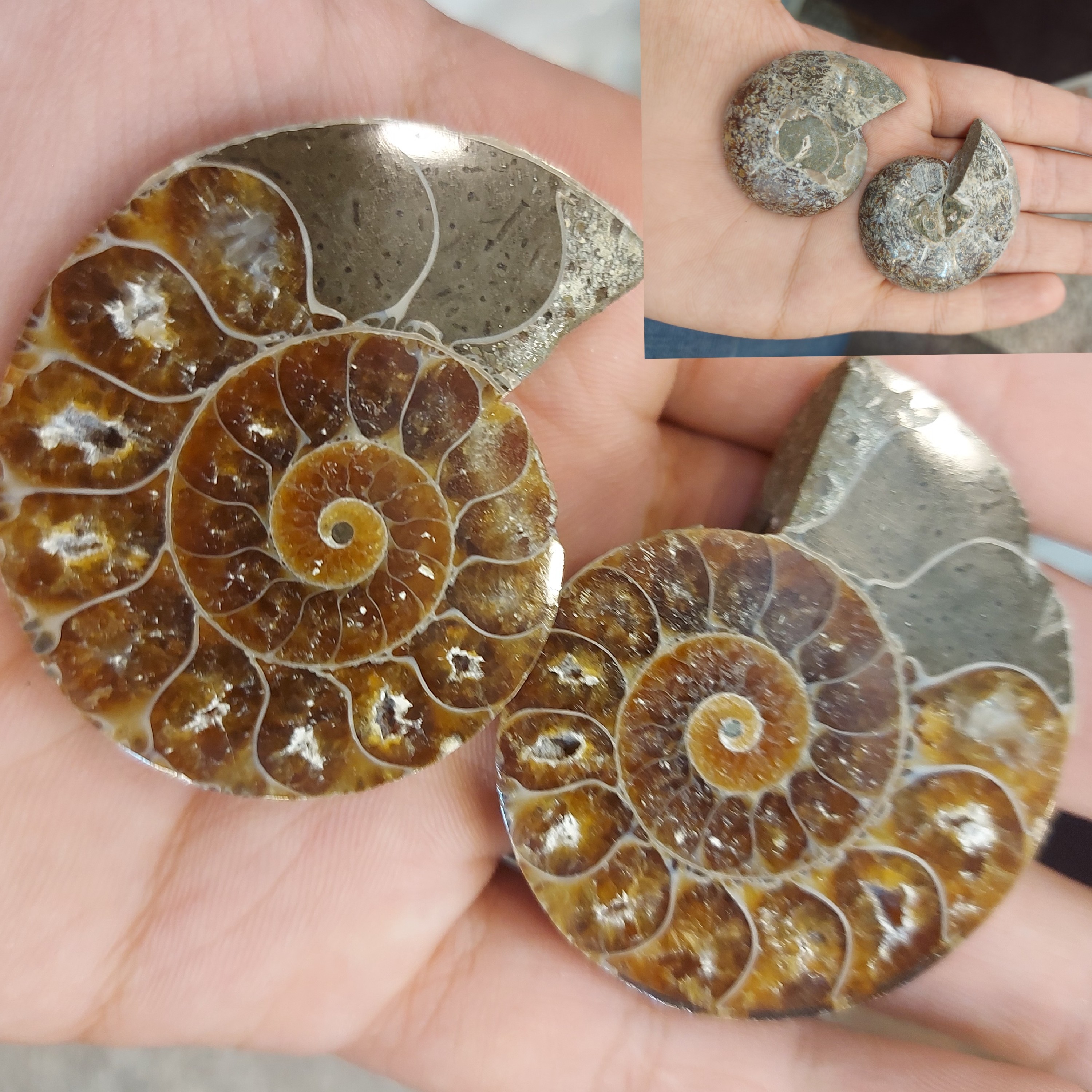 فسیل  آمونیت شجر دار  