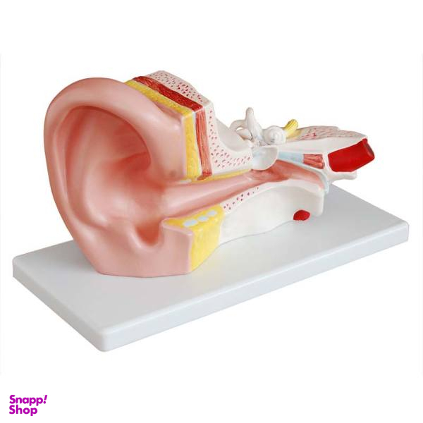بازی آموزشی طرح مولاژ گوش میانی مدل XC-303B