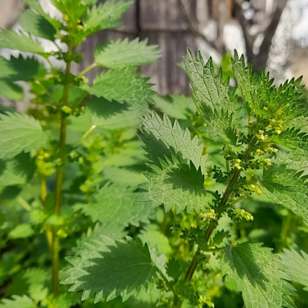 سبزی خشک گزنه