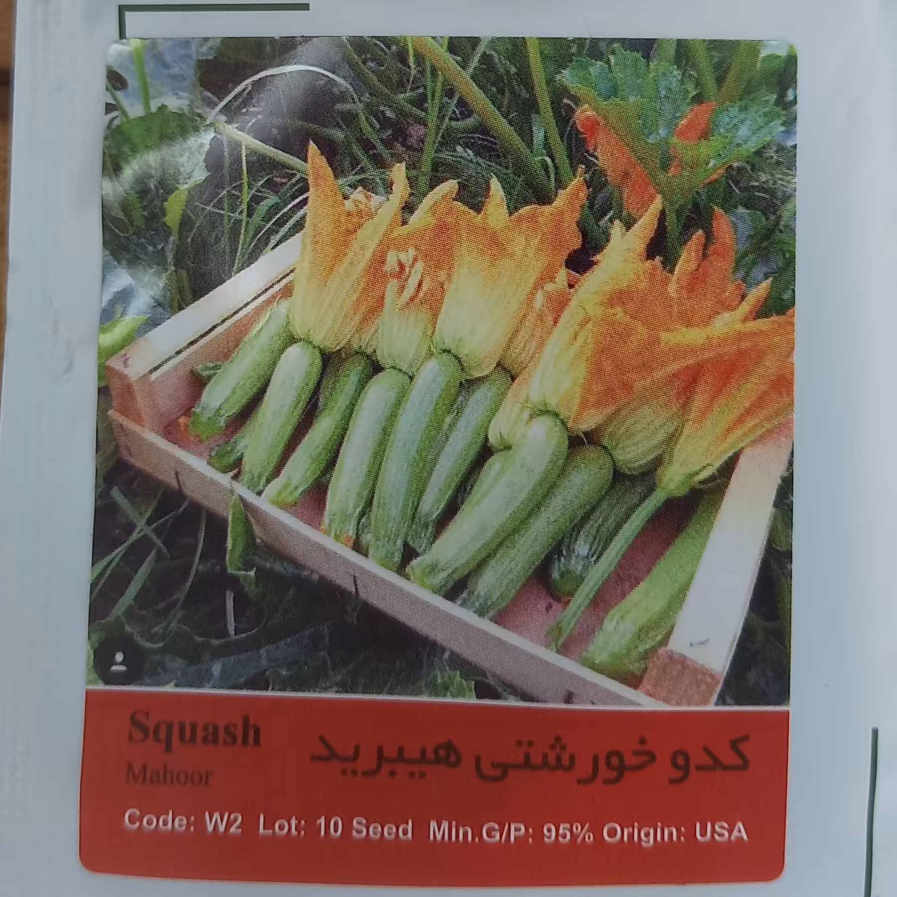 بذر کدو خورشتی هیبرید یا کدو مسمایی