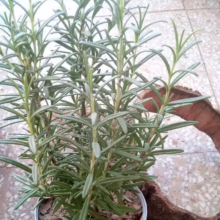 گلدان رزماری