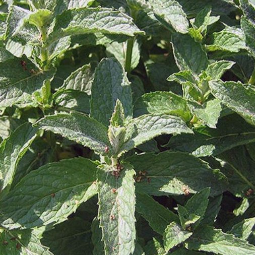 پونه کوهی 30 گرم