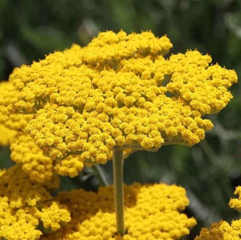 بومادران کوهی بسته 100 گرمی