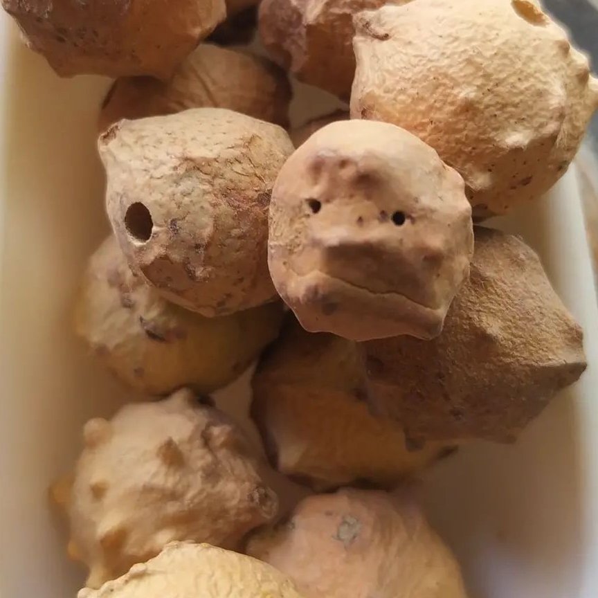 مازو  اصل 250 گرمی