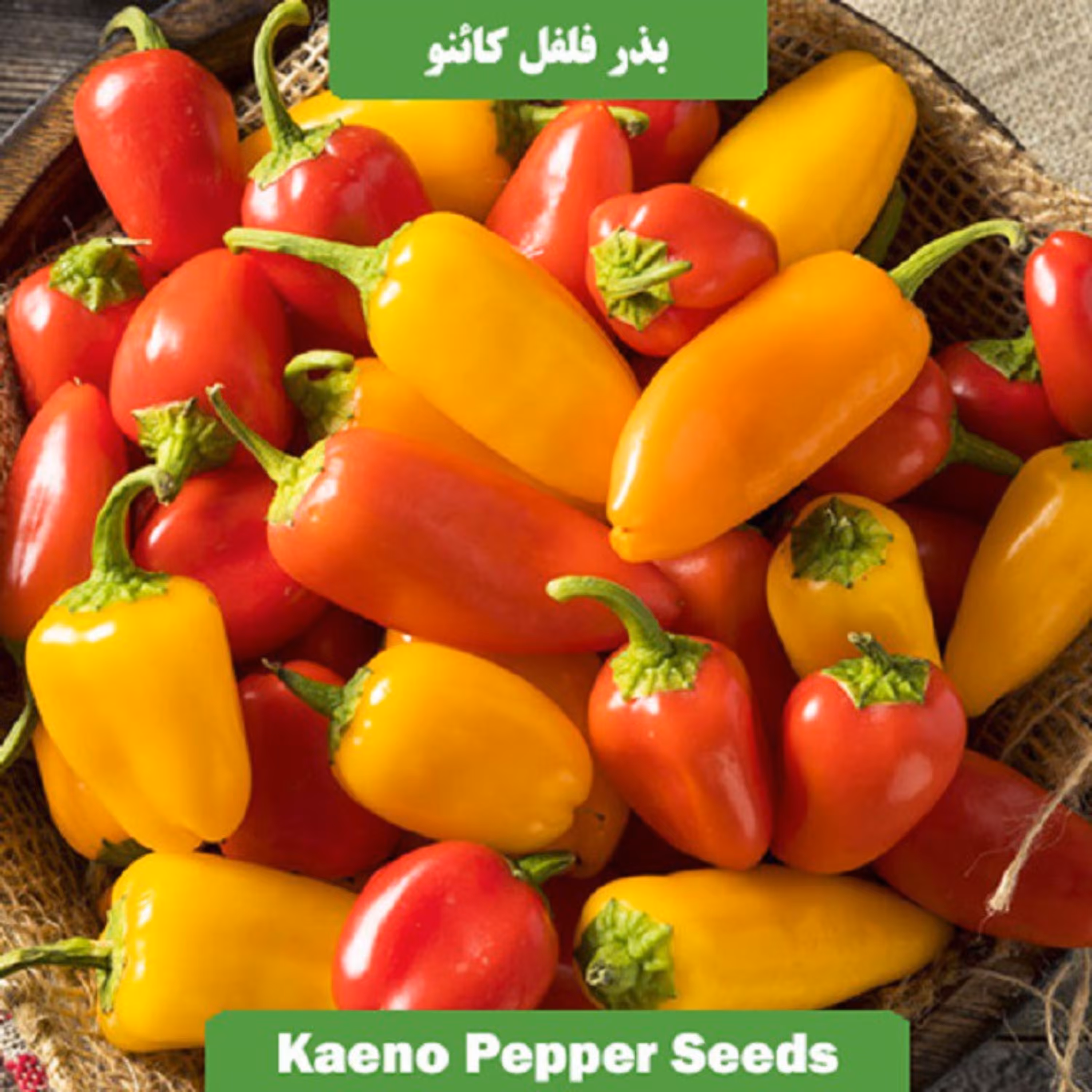 بذر فلفل کائنو