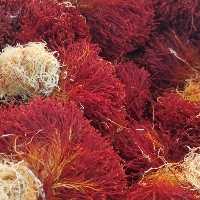 زعفران یک مثقال دسته (دختر پیچ )