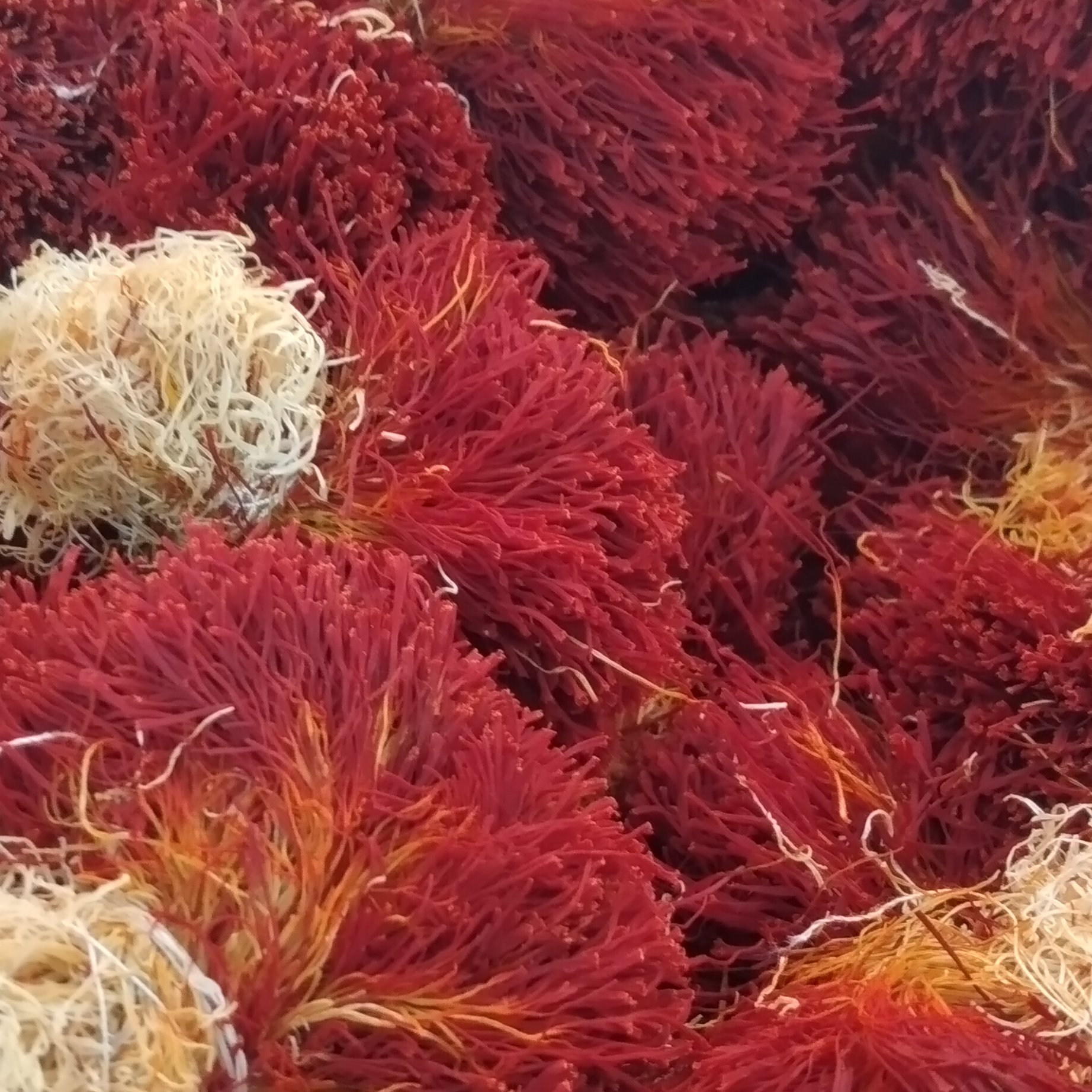 زعفران یک مثقال دسته (دختر پیچ )