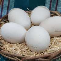 تخم غاز محلی بسته 5عددی 