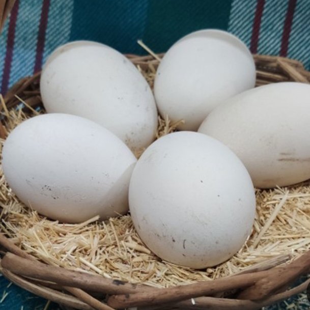 تخم غاز محلی بسته 5عددی 