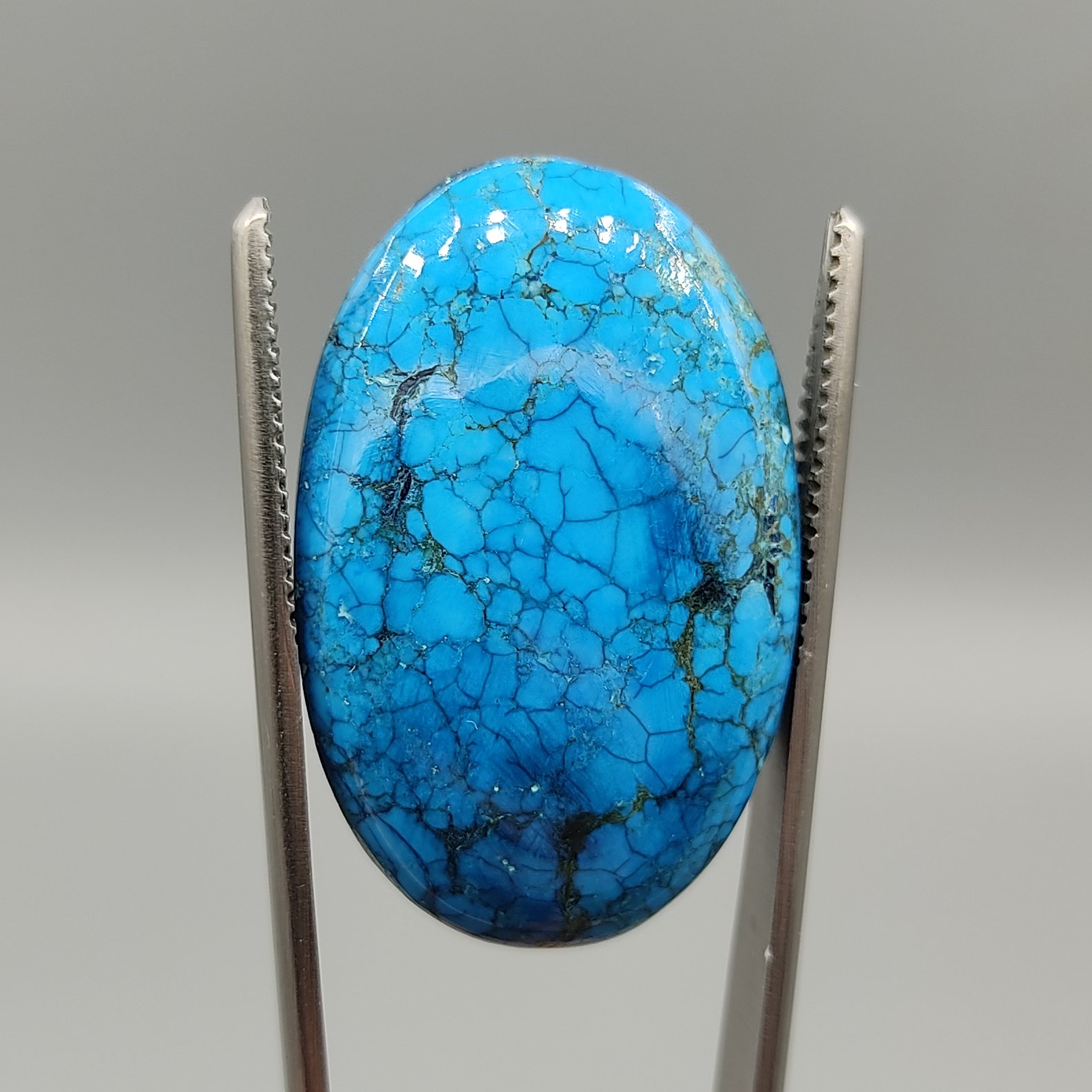 فیروزه عنکبوتی آمریکایی دلبر 