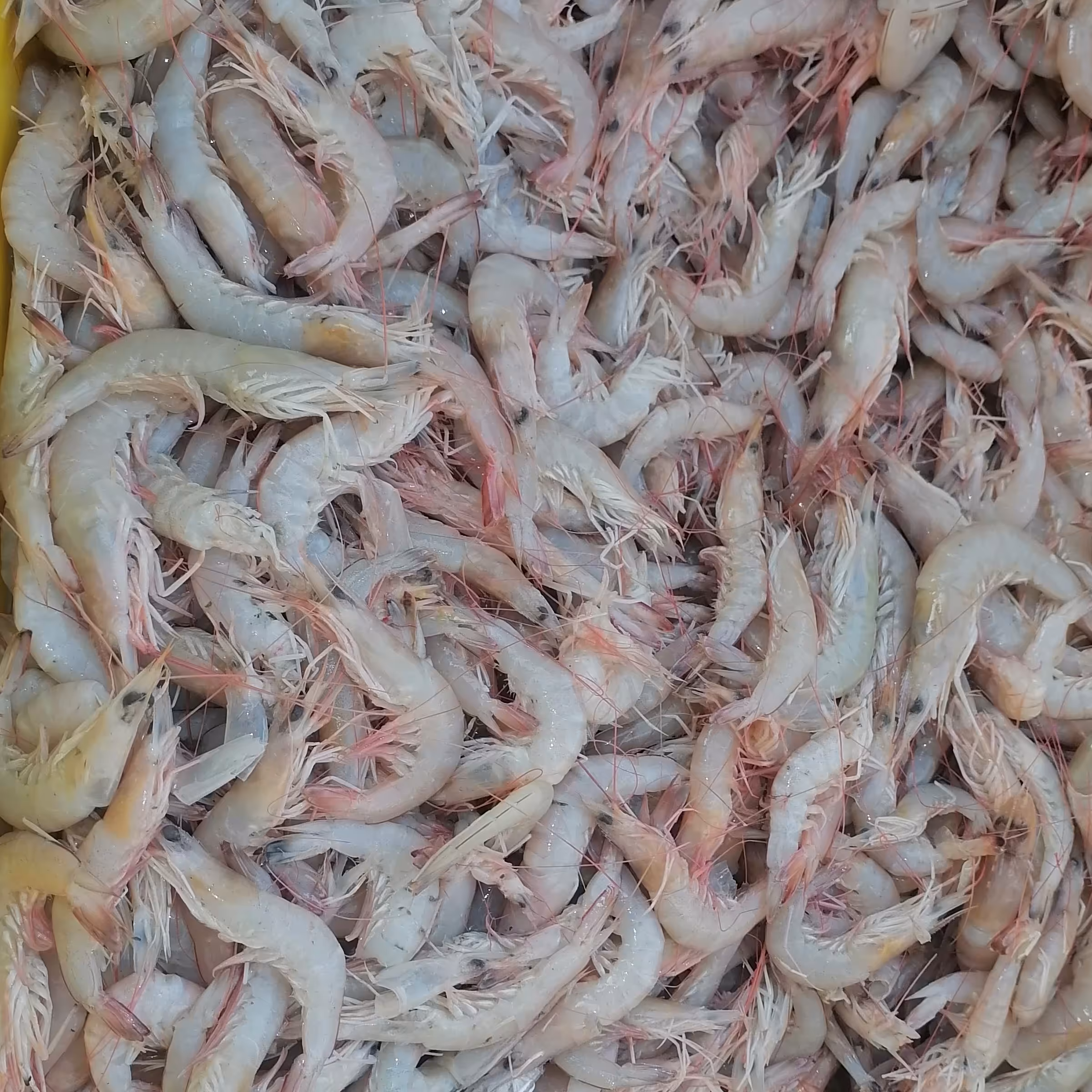 پک 5 کیلویی میگو پلویی تازه باقیمت بسیار مناسب 