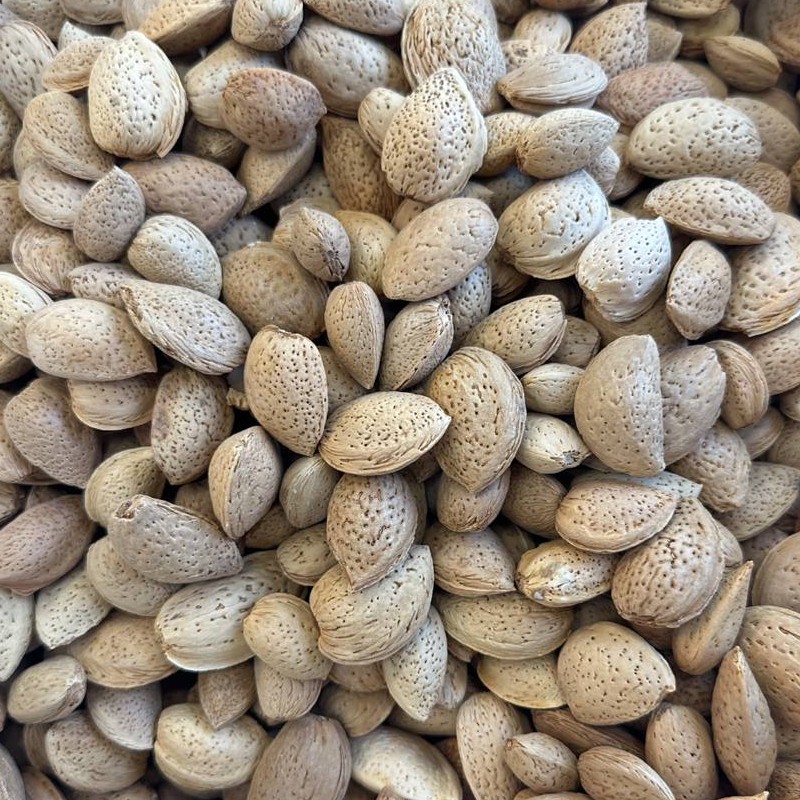 بادام سنگی