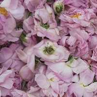 گلاب خانگی یک لیتری اعلا - کاملا طبیعی و سنتی