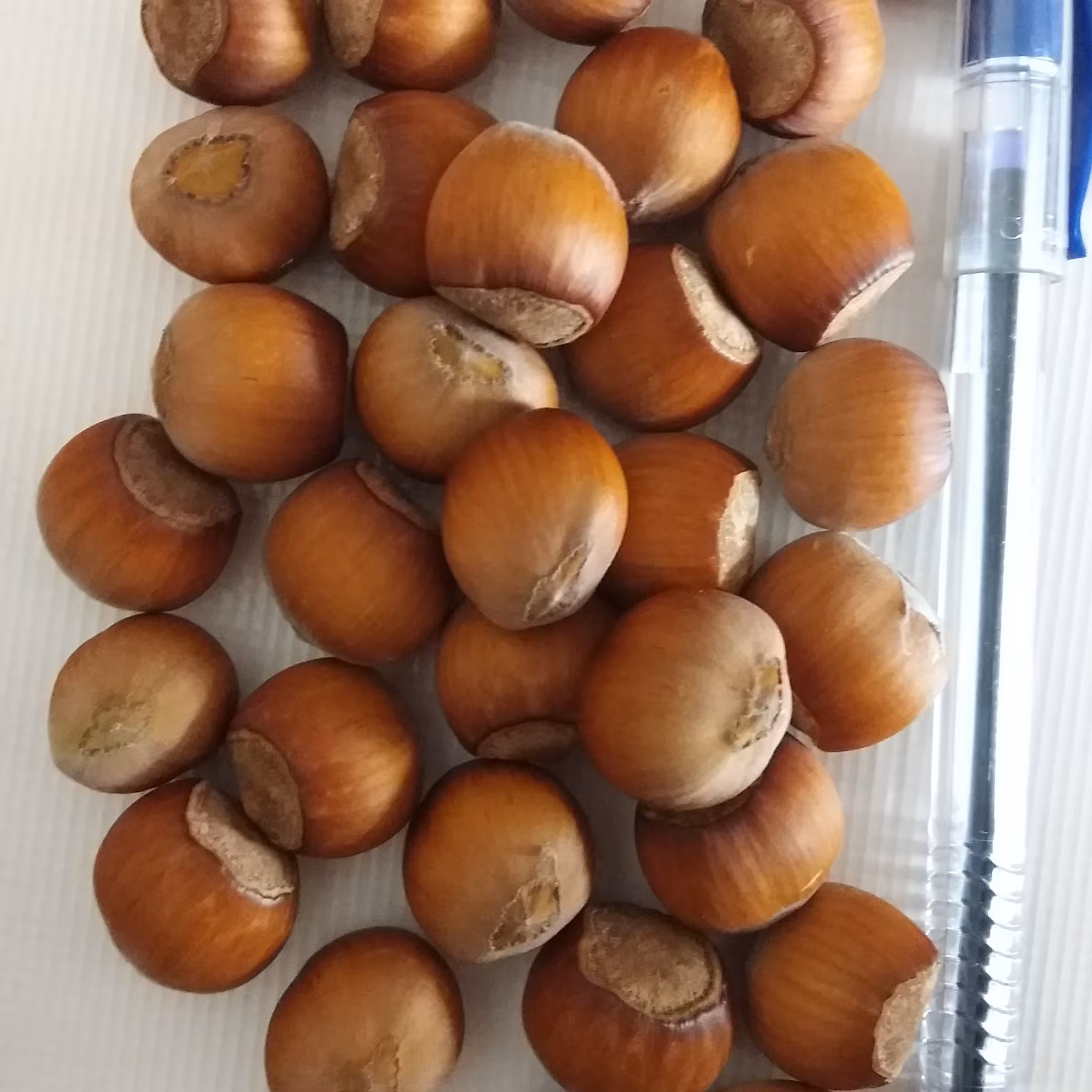 فندق با پوست منطقه آذربایجان یک کیلویی