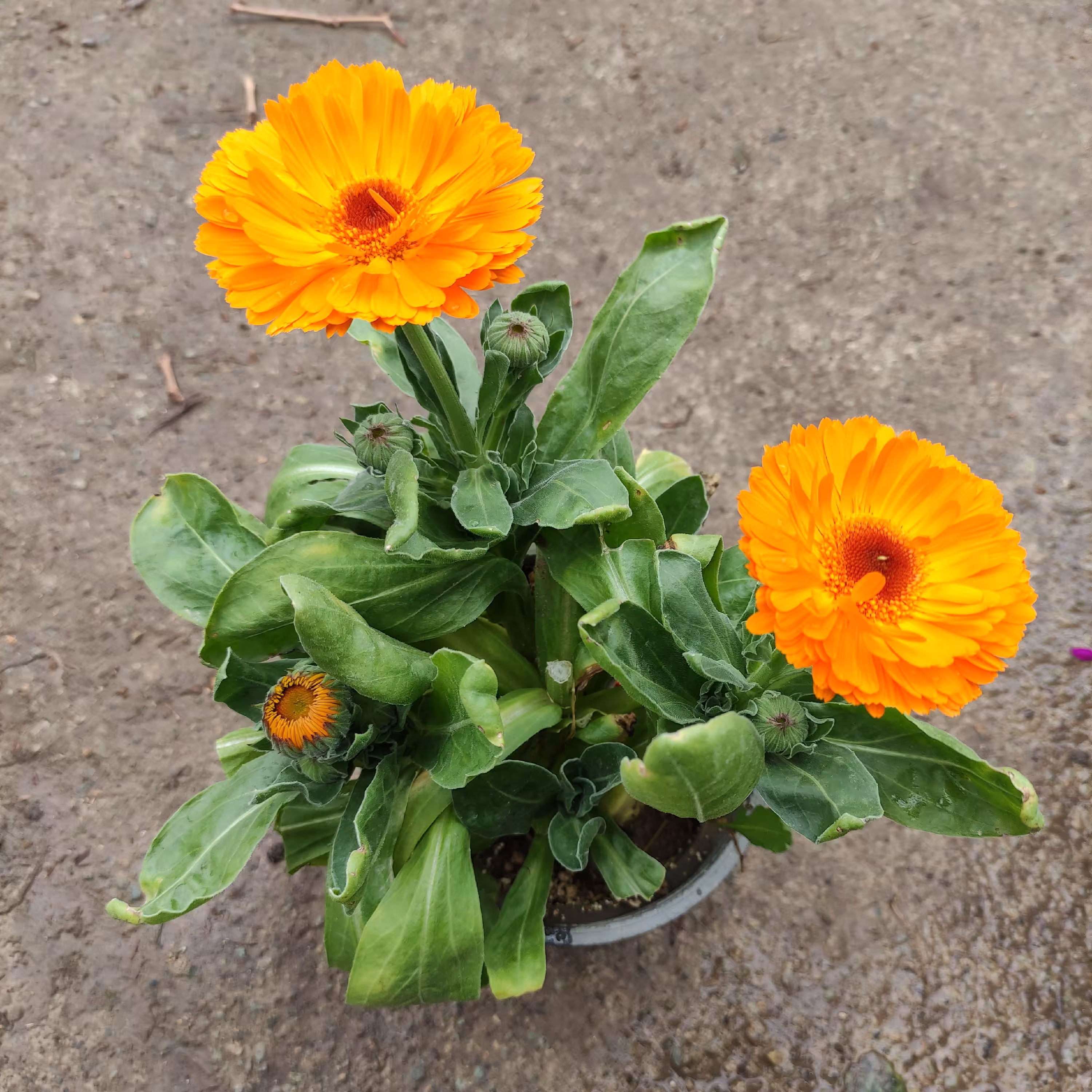 گل همیشه بهار گیاه گلدار باغچه ای 