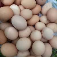 تخم مرغ رسمی و محلی