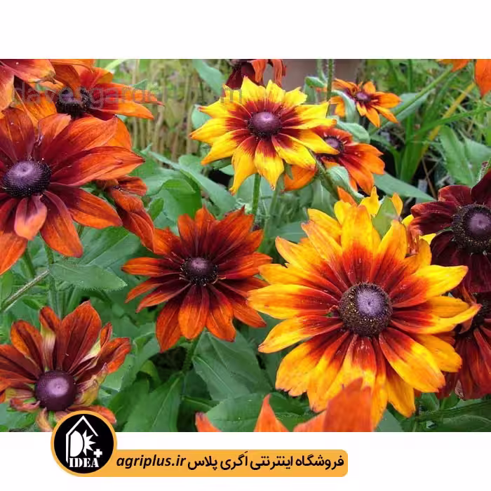 بذر گل کوکب کوهی (ردبکیا)