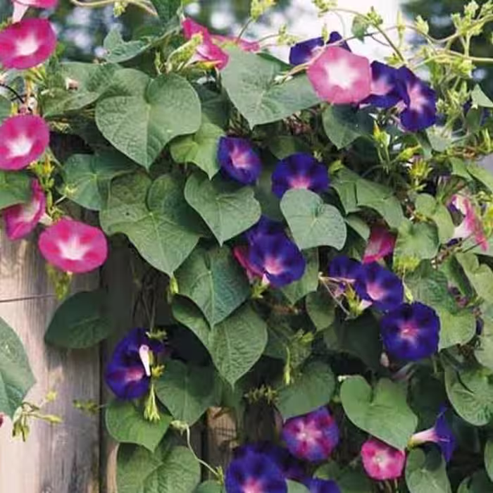 بذر گل نیلوفر  پیچ الوان بسته (25عددی).