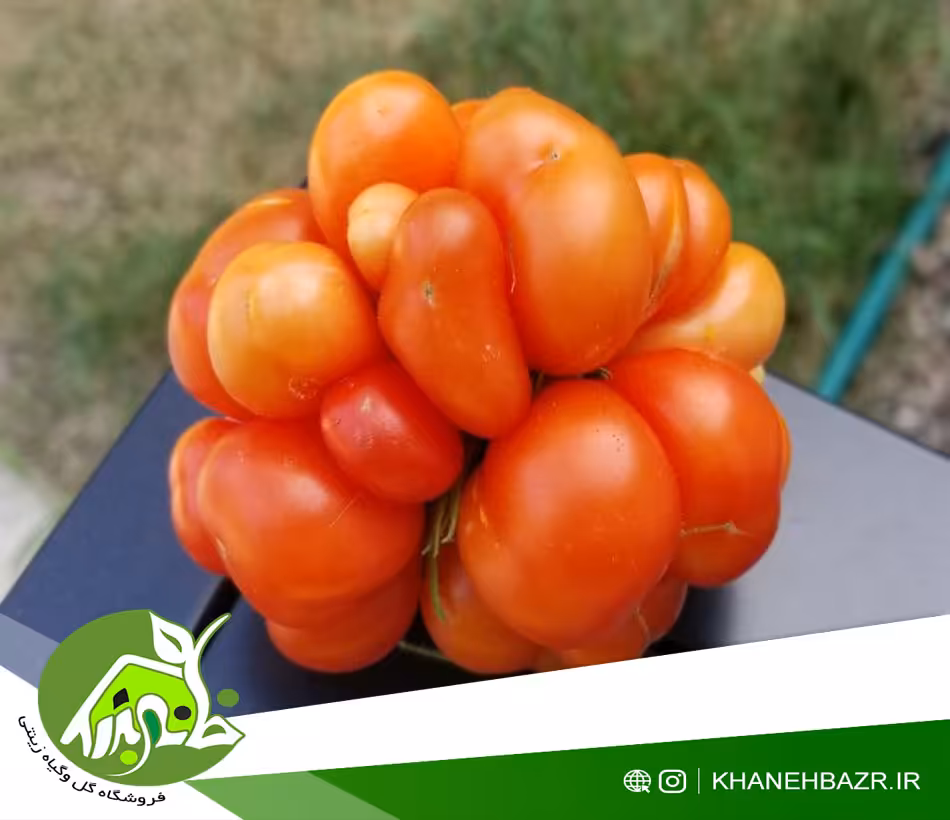 بذر گوجه فرنگی سفر دریایی - خانه بذر | فروشگاه بذر وارداتی گل و گیاه زینتی 1404