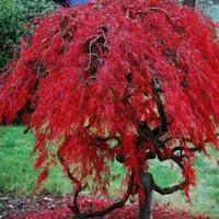 افرا سرخ ژاپنی مجنون (پیوندی )