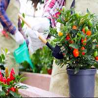 عکس کاشت گوجه و فلفل | گرافیک با طعم تربچه