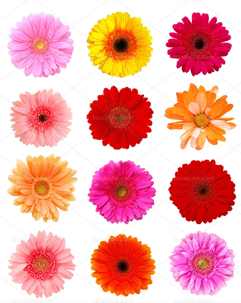 عکس انواع گل زیبا | گرافیک با طعم تربچه