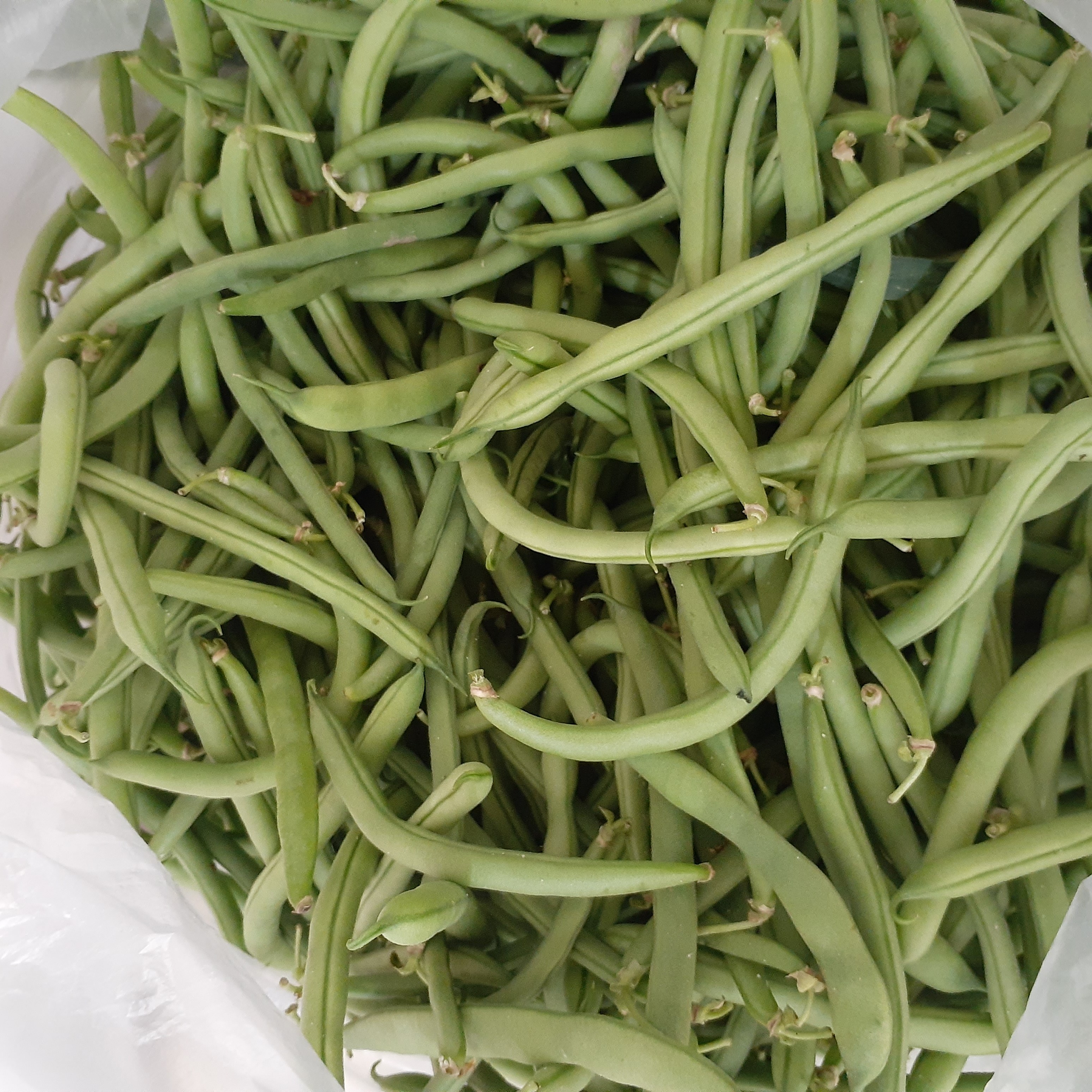 لوبیا سبز شمال