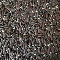 تخم کتان سیاه برزک ممتاز فدک (250گرم)
