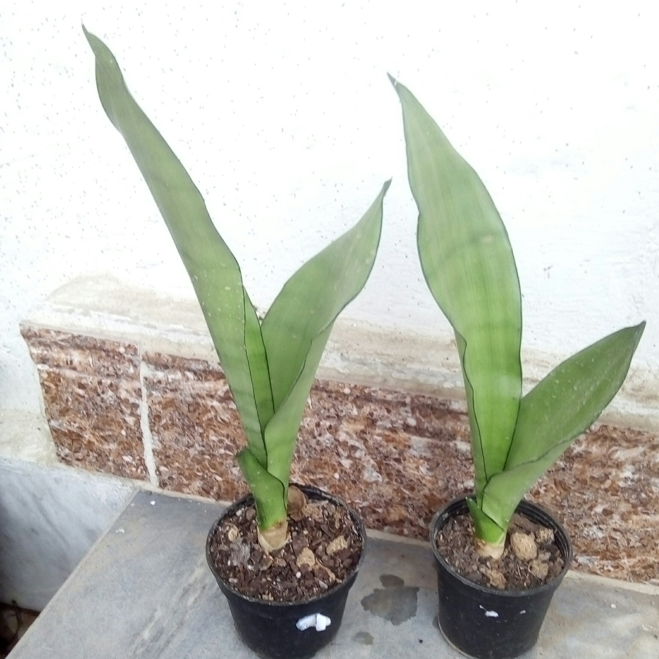 سانس مهتابی