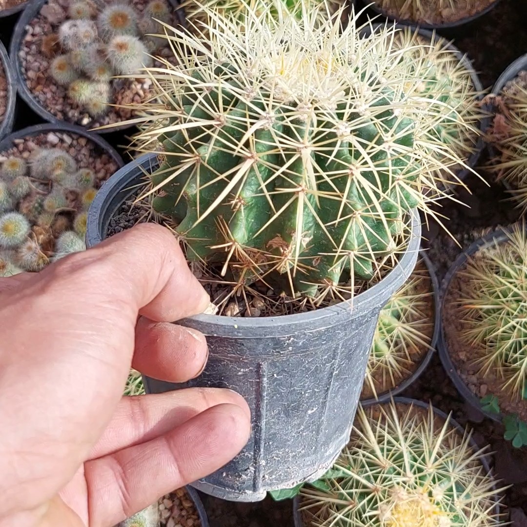 کاکتوس اچینو گلدون 14