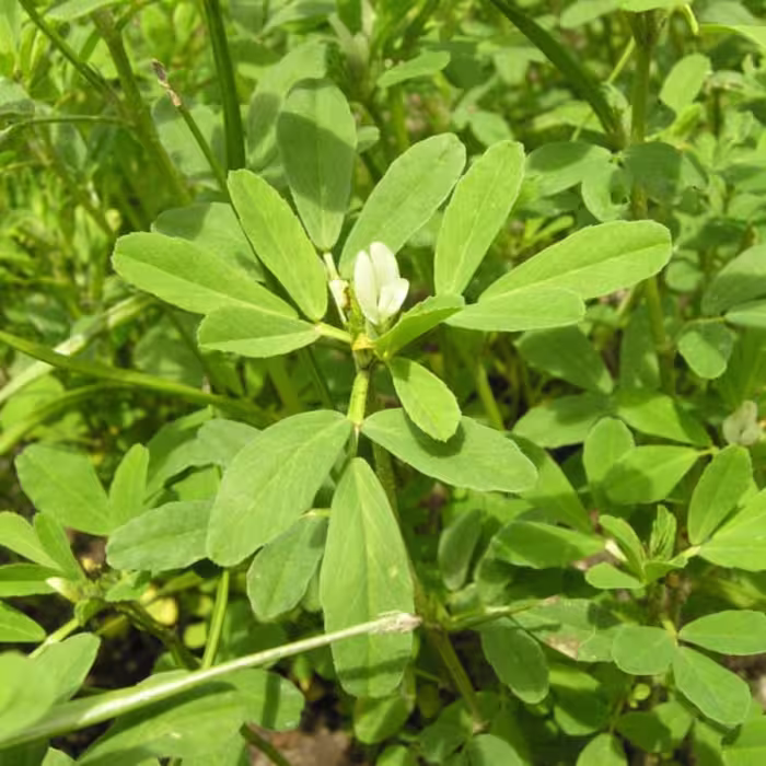 بذر سبزی شنبلیله معطر ایرانی بسته 10 گرمی