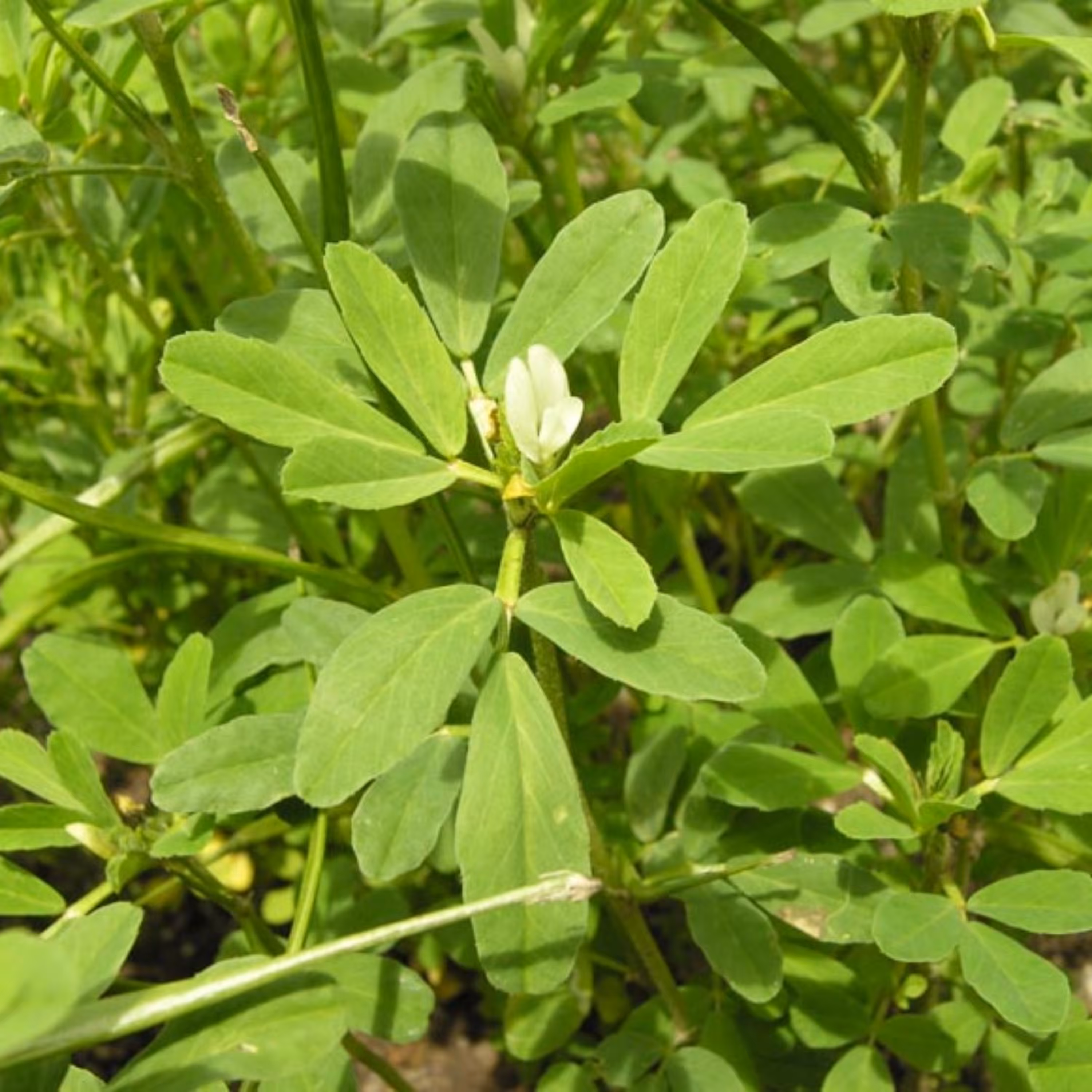 بذر سبزی شنبلیله معطر ایرانی بسته 10 گرمی