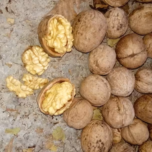 گردو با پوست چوبی