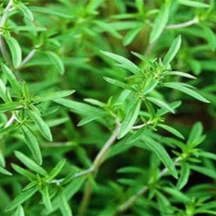 بذر مرزه 40 گرمی