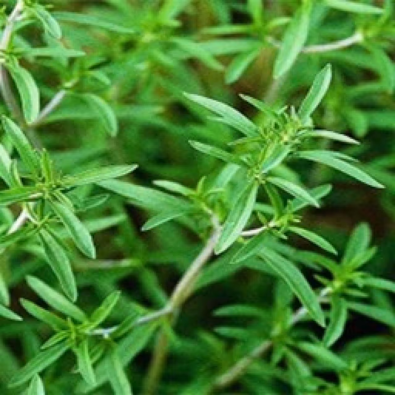 بذر مرزه 40 گرمی