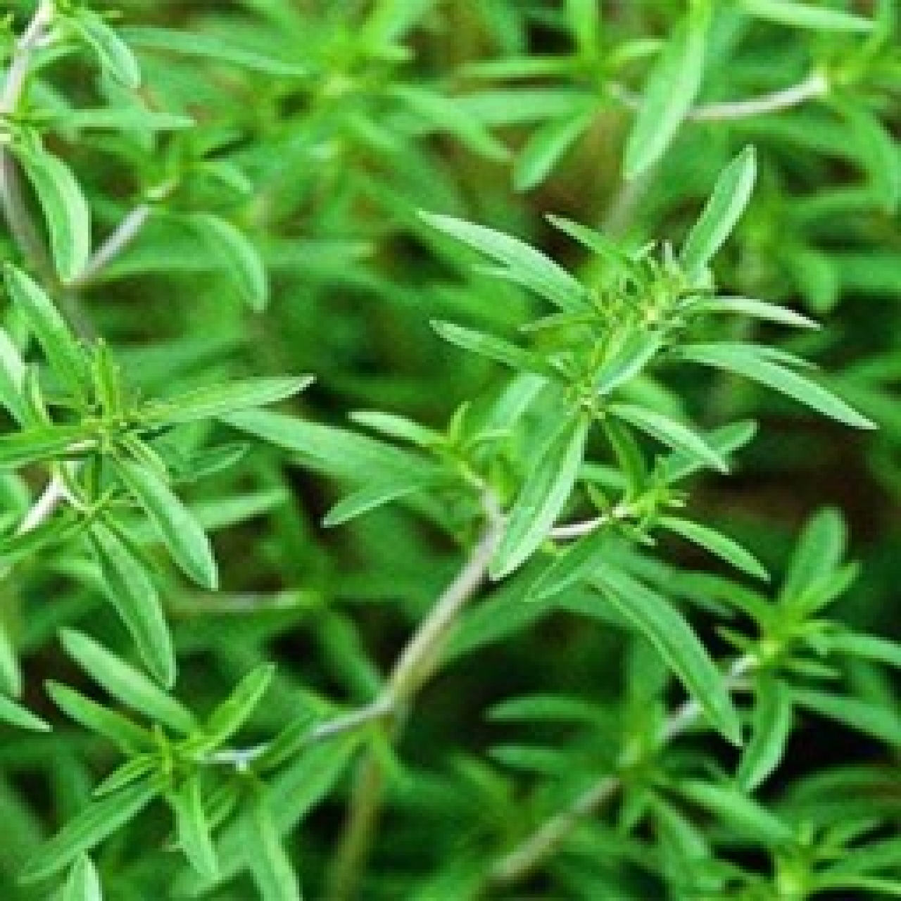 بذر مرزه 40 گرمی